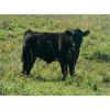 Image 2 : Susy Friesen - 550# Steer Calves - 70 Head (Patricia, AB)
