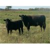Image 3 : Susy Friesen - 550# Steer Calves - 70 Head (Patricia, AB)