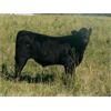 Image 5 : Susy Friesen - 550# Steer Calves - 70 Head (Patricia, AB)