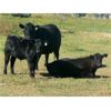 Image 9 : Susy Friesen - 550# Steer Calves - 70 Head (Patricia, AB)