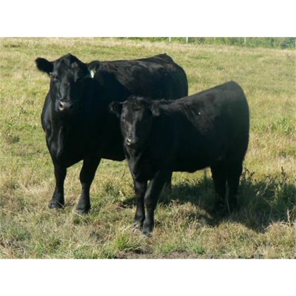 Susy Friesen - 525# Heifer Calves - 50 Head (Patricia, AB)
