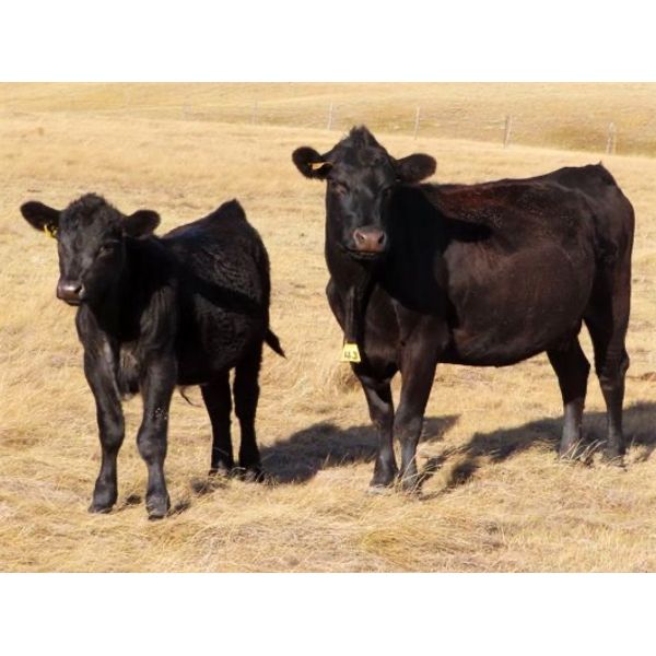 Stacey Anderson - 575# Steer Calves - 44 Head (Big Beaver, SK)