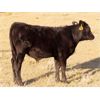Image 6 : Stacey Anderson - 575# Steer Calves - 44 Head (Big Beaver, SK)