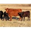 Image 7 : Stacey Anderson - 575# Steer Calves - 44 Head (Big Beaver, SK)