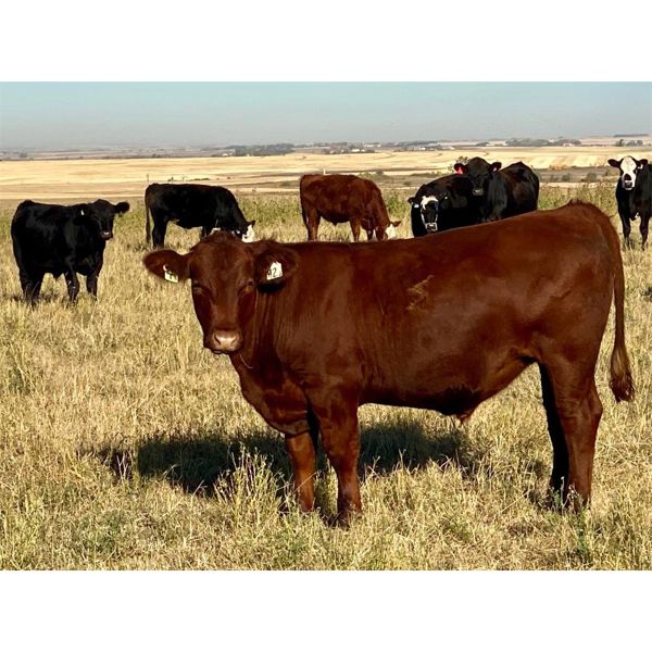 Valley View Ranch - 1150# Steers - 34 Head (Strathmore, AB)