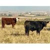 Image 7 : Valley View Ranch - 1150# Steers - 34 Head (Strathmore, AB)