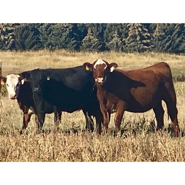 Valley View Ranch - 1000# Heifers - 90 Head (Strathmore, AB)