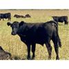 Image 2 : Morison Ranching - 898# Steers - 122 Head (Stoughton, SK)