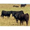 Image 6 : Morison Ranching - 898# Steers - 122 Head (Stoughton, SK)