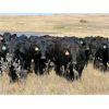 Image 7 : Morison Ranching - 898# Steers - 122 Head (Stoughton, SK)