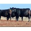 Image 9 : Morison Ranching - 898# Steers - 122 Head (Stoughton, SK)
