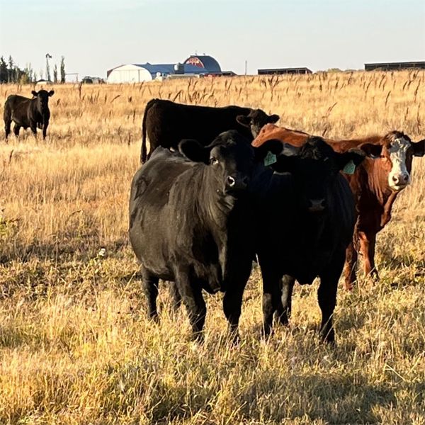 Mike & Deanne Paterson - 1030# Steers - 120 Head (Viking, AB)