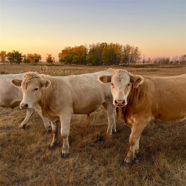 K & D Farms - 1050# Steers - 61 Head (Viking, AB)