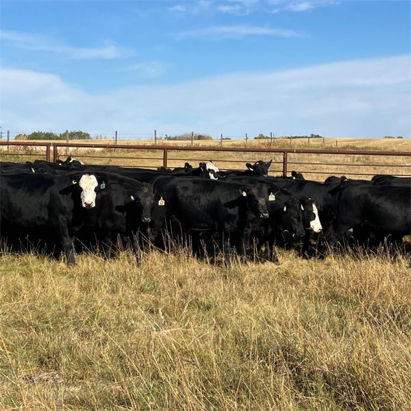 K & D Farms - 860# Heifers - 72 Head (Viking, AB)