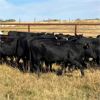 Image 2 : K & D Farms - 860# Heifers - 72 Head (Viking, AB)