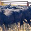 Image 3 : K & D Farms - 860# Heifers - 72 Head (Viking, AB)