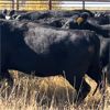 Image 4 : K & D Farms - 860# Heifers - 72 Head (Viking, AB)