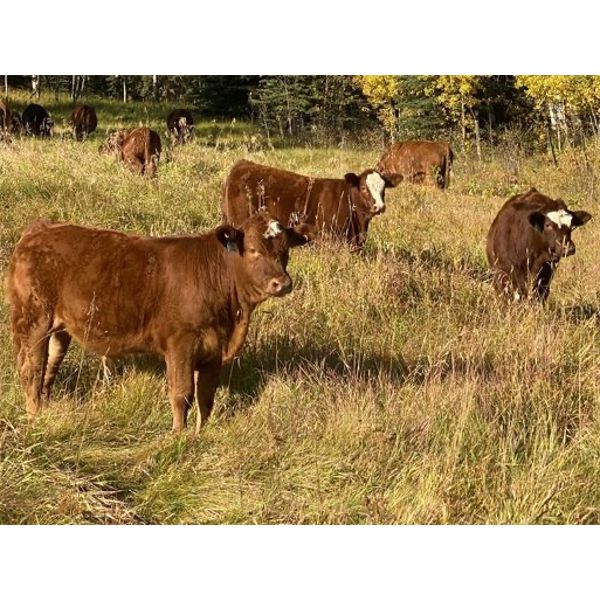 Les & Sharlene Bjorge - 550# Steer Calves - 45 Head (Withrow, AB)