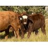 Image 2 : Les & Sharlene Bjorge - 550# Steer Calves - 45 Head (Withrow, AB)