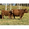 Image 4 : Les & Sharlene Bjorge - 550# Steer Calves - 45 Head (Withrow, AB)