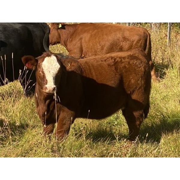 Les & Sharlene Bjorge - 510# Heifer Calves - 50 Head (Withrow, AB)