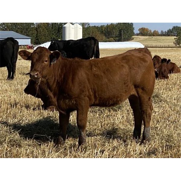 Blindline Farms Ltd. 580 Heifer Calves 50 Head (Cremona, AB) Team