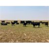 Image 6 : McLeod Cattle Co. - 520# Heifer Calves - 100 Head (Claydon, SK)
