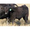 Image 10 : Flatland Cattle Company - 575# Steer Calves - 90 Head (Carnduff, SK)