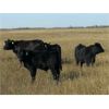 Image 11 : Flatland Cattle Company - 575# Steer Calves - 90 Head (Carnduff, SK)