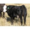 Image 12 : Flatland Cattle Company - 575# Steer Calves - 90 Head (Carnduff, SK)