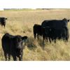 Image 13 : Flatland Cattle Company - 575# Steer Calves - 90 Head (Carnduff, SK)