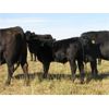 Image 14 : Flatland Cattle Company - 575# Steer Calves - 90 Head (Carnduff, SK)