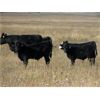 Image 15 : Flatland Cattle Company - 575# Steer Calves - 90 Head (Carnduff, SK)