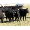 Image 1 : Flatland Cattle Company - 575# Steer Calves - 90 Head (Carnduff, SK)