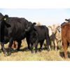 Image 2 : Flatland Cattle Company - 575# Steer Calves - 90 Head (Carnduff, SK)