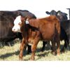 Image 3 : Flatland Cattle Company - 575# Steer Calves - 90 Head (Carnduff, SK)