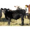 Image 4 : Flatland Cattle Company - 575# Steer Calves - 90 Head (Carnduff, SK)