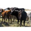 Image 5 : Flatland Cattle Company - 575# Steer Calves - 90 Head (Carnduff, SK)