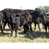 Image 6 : Flatland Cattle Company - 575# Steer Calves - 90 Head (Carnduff, SK)