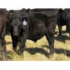 Image 7 : Flatland Cattle Company - 575# Steer Calves - 90 Head (Carnduff, SK)