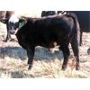 Image 8 : Flatland Cattle Company - 575# Steer Calves - 90 Head (Carnduff, SK)