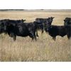 Image 9 : Flatland Cattle Company - 575# Steer Calves - 90 Head (Carnduff, SK)
