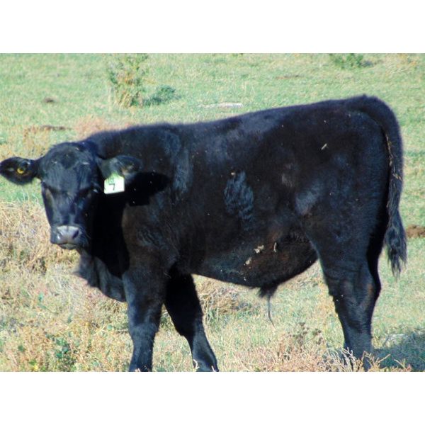 Pat Rosen - 520# Steer Calves - 32 Head (Brooks, AB)