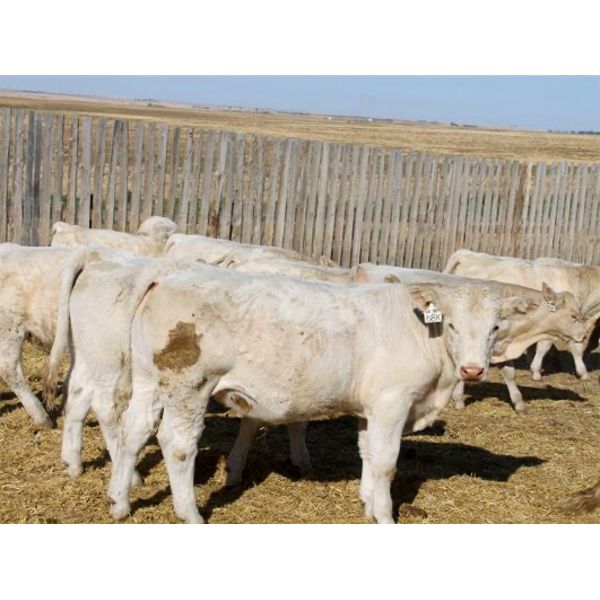 Cederlea Farms - 720# Weaned Steer Calves - 53 Head (Hodgeville, SK)