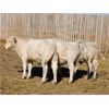 Image 3 : Cederlea Farms - 720# Weaned Steer Calves - 53 Head (Hodgeville, SK)