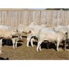 Image 5 : Cederlea Farms - 720# Weaned Steer Calves - 53 Head (Hodgeville, SK)