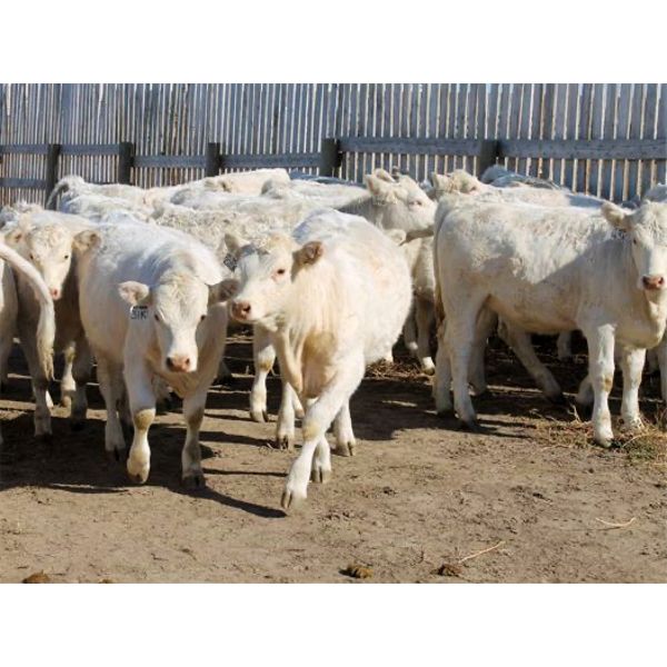 Cederlea Farms - 635# Weaned Heifer Calves - 75 Head (Hodgeville, SK)