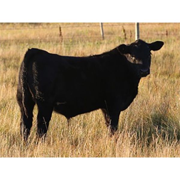 Clear Sight Farms - 575# Steer Calves - 60 Head (Kisbey, SK)