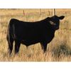 Image 1 : Clear Sight Farms - 575# Steer Calves - 60 Head (Kisbey, SK)
