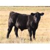 Image 4 : Clear Sight Farms - 575# Steer Calves - 60 Head (Kisbey, SK)